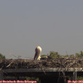14_05-mast.jpg