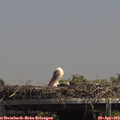 14_10-mast.jpg