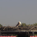 14_15-mast.jpg