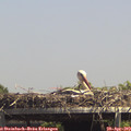14_20-mast.jpg