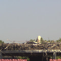 14_30-mast.jpg