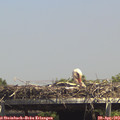 14_40-mast.jpg