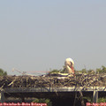 14_45-mast.jpg
