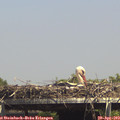 14_50-mast.jpg