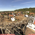 14_50-nest.jpg
