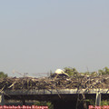 14_55-mast.jpg
