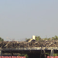 15_00-mast.jpg