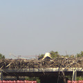 15_05-mast.jpg