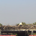 15_10-mast.jpg