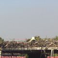 15_15-mast.jpg