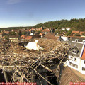 15_15-nest.jpg