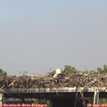 15_20-mast.jpg