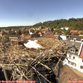 15_20-nest.jpg