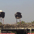 15_25-mast.jpg