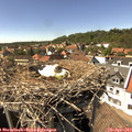 15_25-nest.jpg