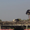 15_30-mast.jpg