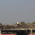 15_45-mast.jpg