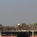 15_50-mast.jpg