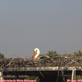 15_55-mast.jpg
