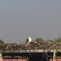 16_00-mast.jpg