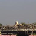 16_10-mast.jpg