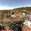 16_10-nest.jpg