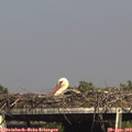 16_15-mast.jpg