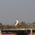 16_20-mast.jpg