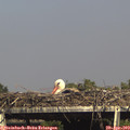 16_25-mast.jpg