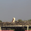 16_30-mast.jpg