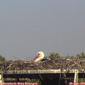 16_35-mast.jpg
