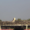 16_40-mast.jpg