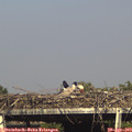 16_45-mast.jpg