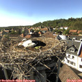 16_50-nest.jpg