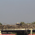 16_55-mast.jpg