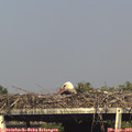 17_00-mast.jpg