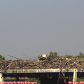 17_10-mast.jpg