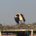 17_15-mast.jpg