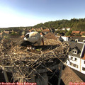 17_15-nest.jpg