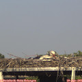 17_20-mast.jpg