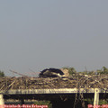 17_25-mast.jpg