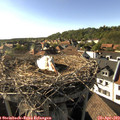 17_25-nest.jpg