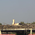 17_30-mast.jpg