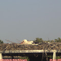 17_35-mast.jpg