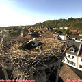 17_35-nest.jpg
