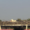 17_45-mast.jpg