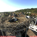 17_50-nest.jpg
