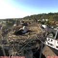 17_55-nest.jpg