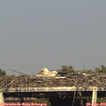 18_00-mast.jpg