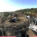 18_00-nest.jpg